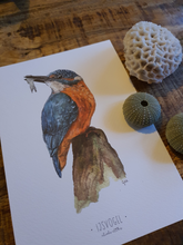 Afbeelding in Gallery-weergave laden, IJsvogel (Print) (a5)
